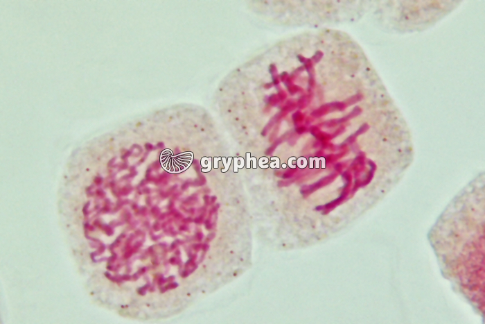 Mitose cellules de racine d'Ail - Prophase et métaphase x800 - gryphea.com